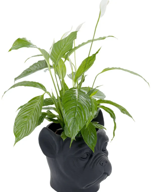 KARE Design Bloempot Bulldog Zwart