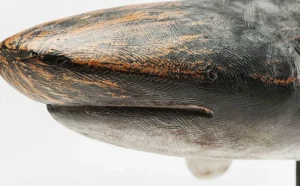 KARE Design Decofiguur Shark Base