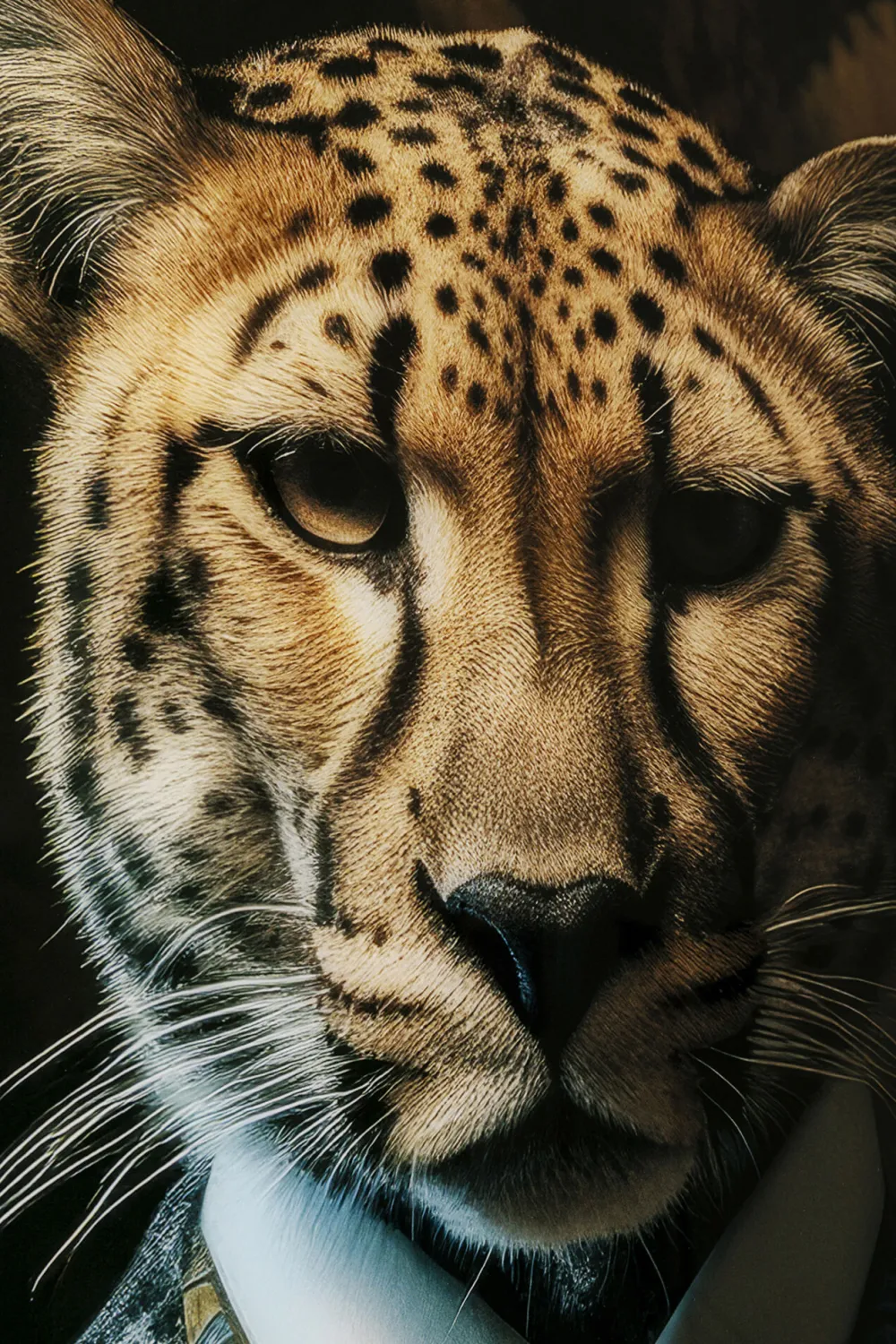 glasschilderij_mister_leo_xcm_2.webp KARE Design Glasschilderij Mister Leo 100x150cm