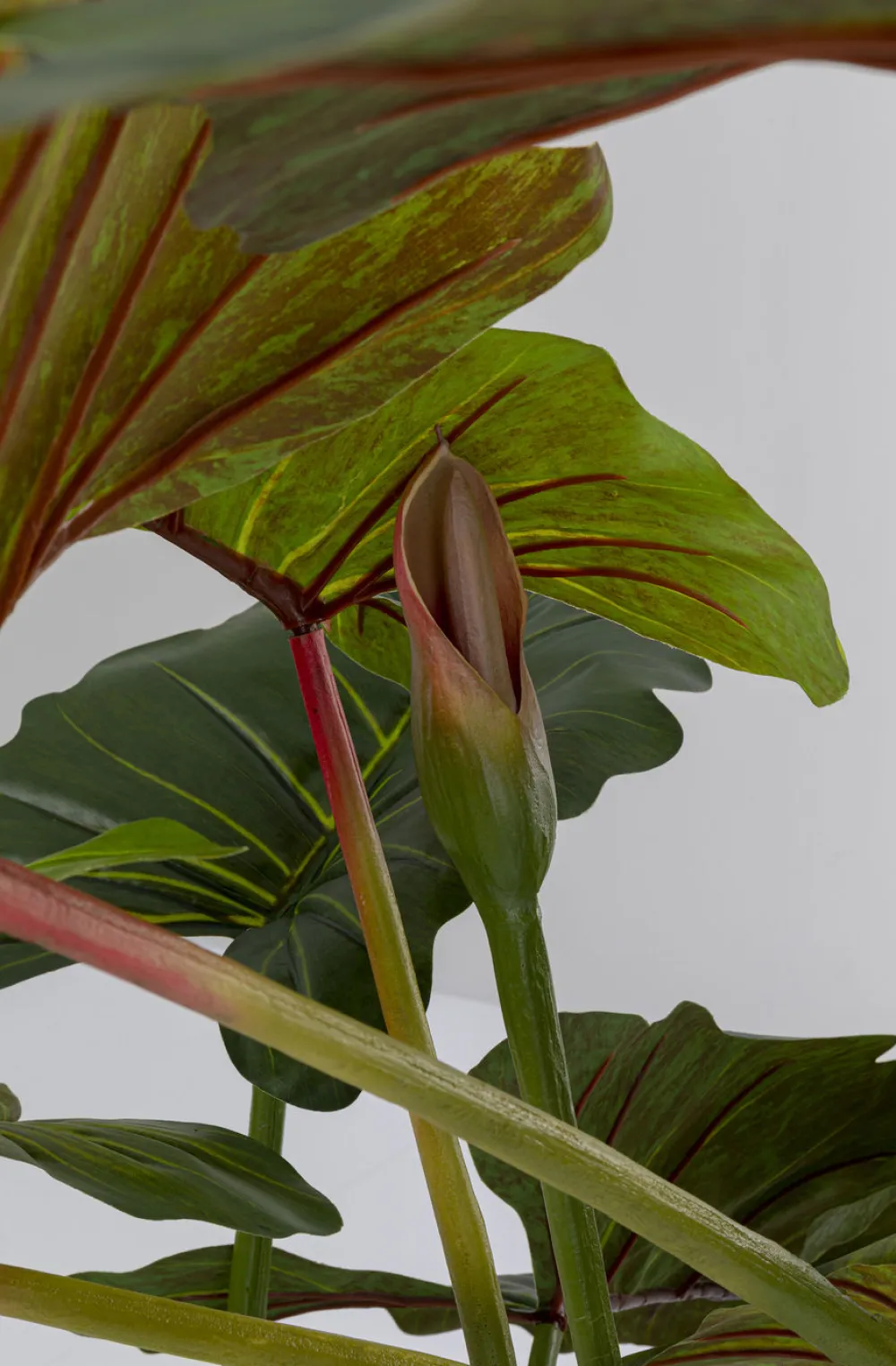 kunstplant_taro_cm_3.webp KARE Design Kunstplant Taro 180cm