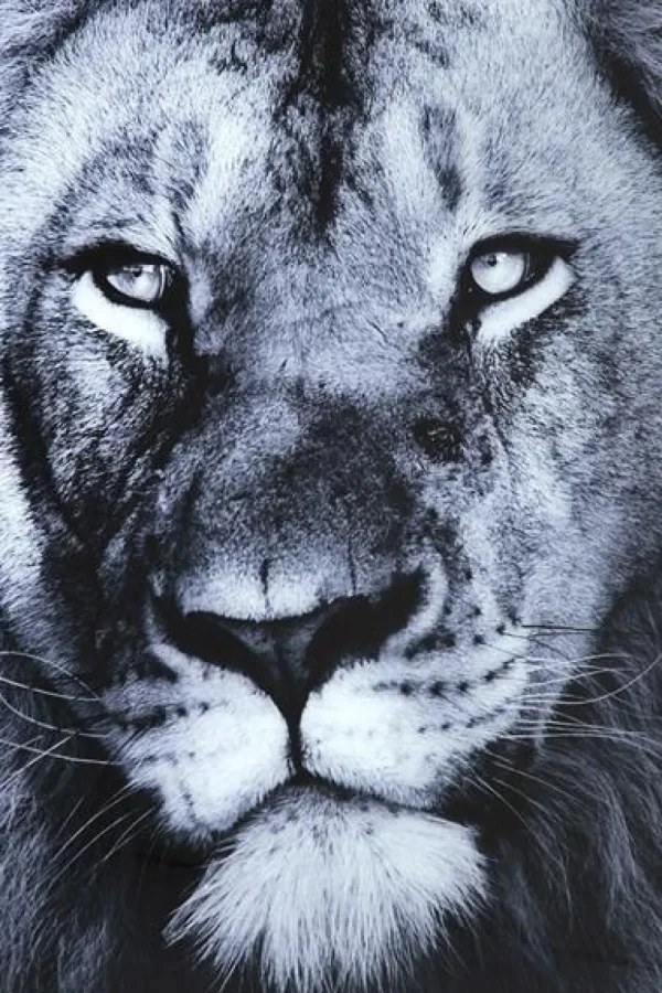 KARE Design Wandfoto Glass Lion King Lying 120x160cm