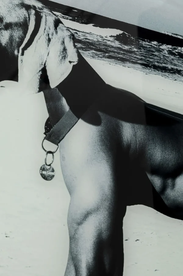 KARE Design Wandfoto Glass Sexy Dog Beach Back 120cm