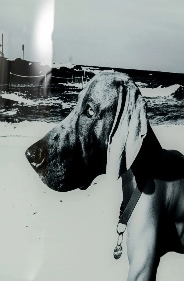 KARE Design Wandfoto Glass Sexy Dog Beach Back 120cm